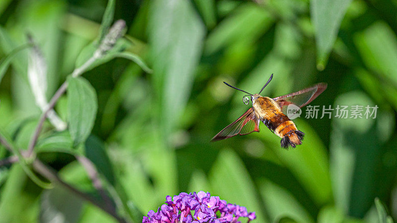 狮身人面像colibri， (Hemaris thysbe)，蜂鸟清翼。